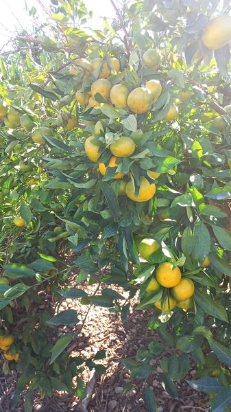 Orange from Spain supplied by Som Saez Crespo - First Quality Fresh Orange
