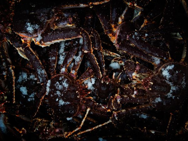 Live Red King Crab from 노르웨이 supplied by ARCTIC CATCH AS - Cooked (Not Frozen) 냉동 게