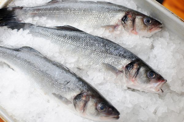 Live Seabass from 그리스 supplied by Eurofarm - Aquaculture of Epirus S.A. - European Bass (=Dicentrarchus labrax=Branzino) 냉동 농어