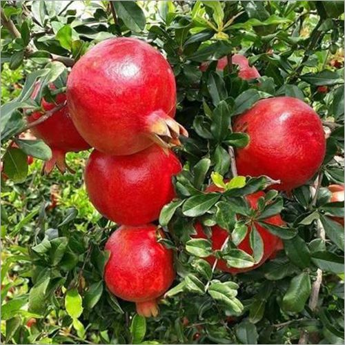 Fresh Pomegranate from 이집트 supplied by Agrismart For Agricultural Development - Wonderful (=Qirmizi Qabiq Veles) 신선 석류
