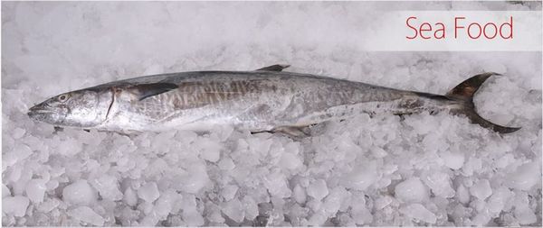 Fresh Spanish Mackerel from Sri Lanka supplied by Aloy Expo Ltd. - Spanish Mackerel - West African (=Scomberomorus tritor) Frozen Mackerel