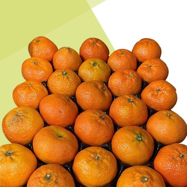 Orange from Germany supplied by Andreas Kupfer & Sohn GmbH - Orange Fresh Orange