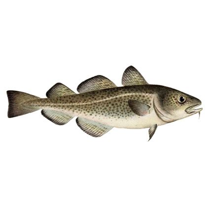 Fresh Cod from Norway supplied by PHL Seagold AS - Premium Quality Frozen Cod