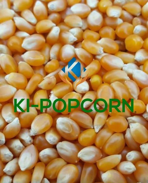 Popcorn kernels from Brazil supplied by KIGRÃOS AGROMODAL LTDA - Expansion 40-42 Maize (Corn)