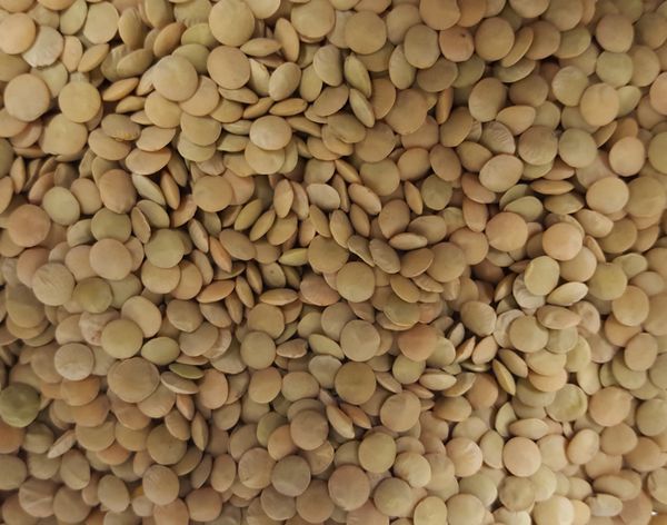 Organic Large Green Lentils from 캐나다 supplied by Stonehenge Global Seeds Inc - Green Lentil 말린 렌틸