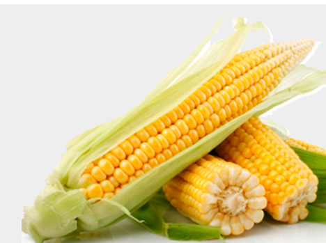 Hybrid Maize from 인도 supplied by Sri Balamurugan Traders - Hybrid Yellow 옥수수