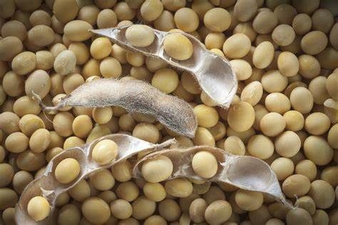Soybean from 브라질 supplied by Saagros Com. Ind. Importacao e Exportacao de Cereais Ltda. - Dried (=Dehydrated) 대두