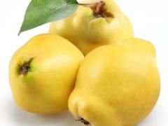 Quince from Turkiye supplied by Karagozler Gida - Limon Quince