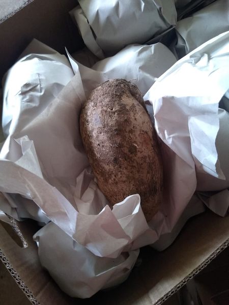 Yam from 미국 supplied by Findura Foods - High Quality 얌