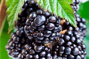 Blackberries from 독일 supplied by Foll Biohof - Whole 신선 블랙베리