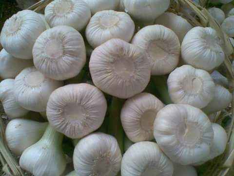 Fresh Garlic from Egypt supplied by First Choice - Fresh (=Chilled) Fresh Garlic