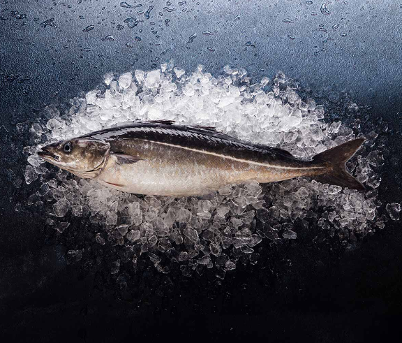 Saithe from Iceland supplied by VSV - Vinnslustöðin hf. í Vestmannaeyjum - Whole (=In The Round) Coalfish