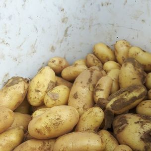 Potato from Switzerland supplied by ArboThévoz - Brown Fresh Common Potato
