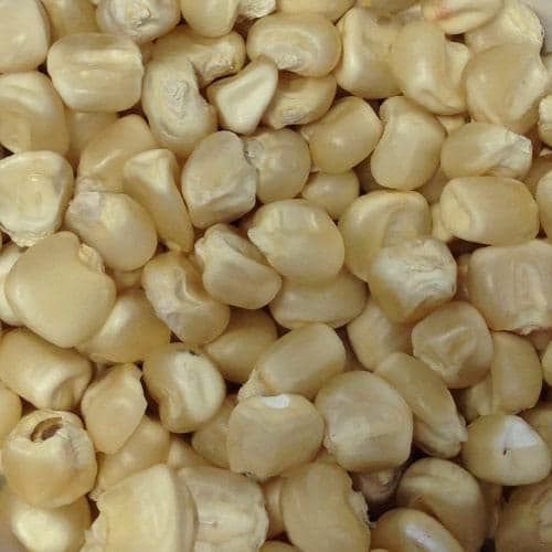 Corn from 이집트 supplied by Bedaya for export & import - For Food 옥수수