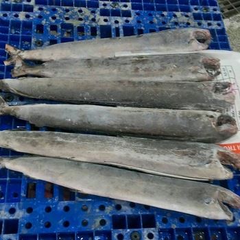 Swordfish from Brazil supplied by Leardini Pescados Ltda. - Frozen Frozen Whole Swordfish