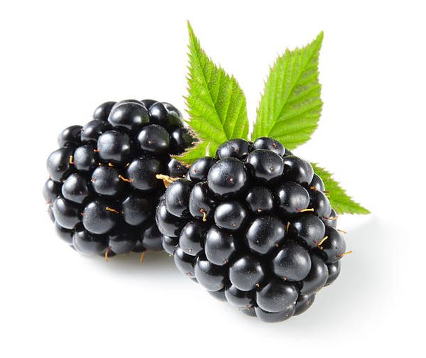 Blackberries from 미국 supplied by Fruvemex Mexicali S.A. De C.v - IQF (=Individual Quick Freezing) 냉동 블랙베리