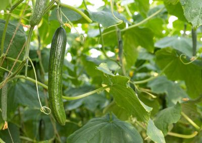 Cucumber from 독일 supplied by Bördegarten - Sachsen GmbH - Greenhouse 신선 오이