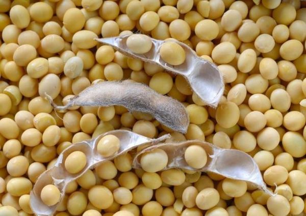 Soyabeen seeds from 인도 supplied by Jatin Enterprises - Fresh (=Chilled) 대두