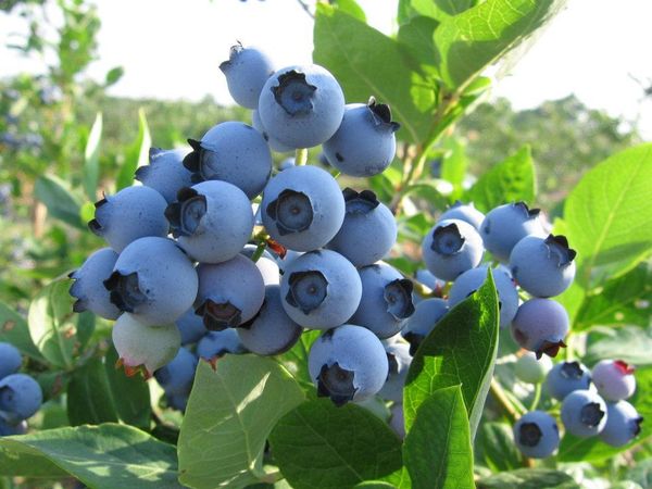 Fresh Blueberry from 폴란드 supplied by Plantacja borówki amerykańskiej Glonek - 진한 파란색 신선 블루베리
