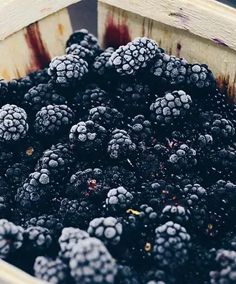 Fresh blackberries from 미국 supplied by Sakuma Brothers Farms - Black 신선 블랙베리