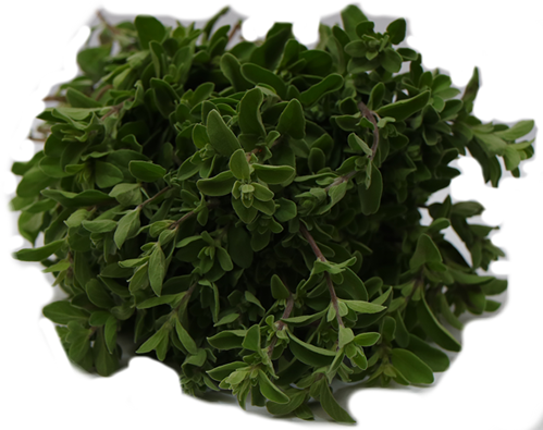 Marjoram from Kenya supplied by Taste Kenya Exporters Ltd - Leaf Marjoram