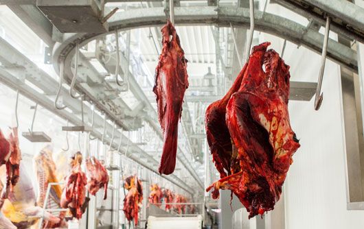 Fresh Beef from 벨기에 supplied by Euro Meat Group - Half (=Half Carcass) 신선 미절단 소고기