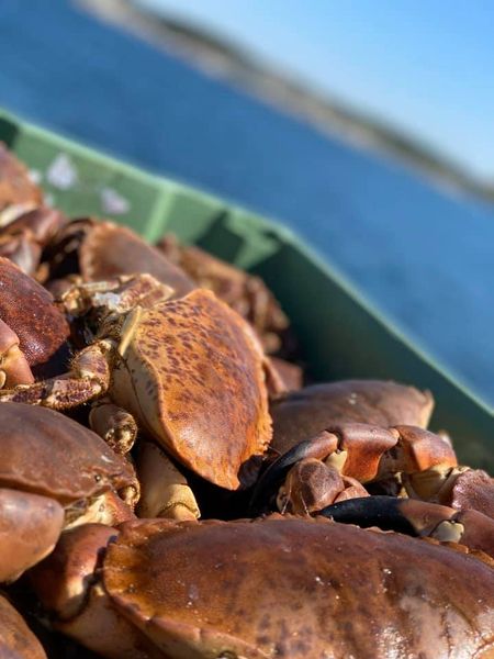 Fresh Brown Crab from 노르웨이 supplied by HITRAMAT AS - King Crab - Brown Box Crab (=Lopholithodes foraminatus) 냉동 게