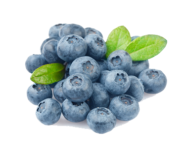 Duke Blueberry from Ukraine supplied by BETEC - Fresh (=Chilled) Fresh Blueberry