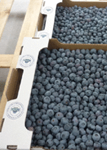 Blueberry from 포르투갈 supplied by Mirtilusa - Sociedade de Produtores Horto-Frutícolas, Lda - Blue 신선 블루베리