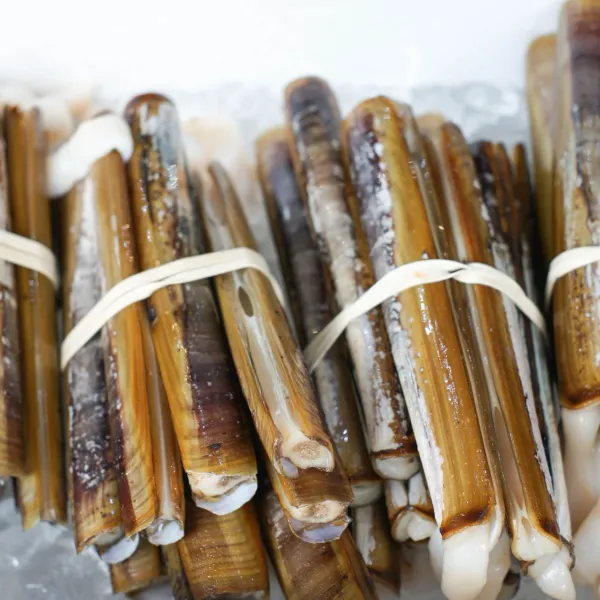 Razor Clams from 영국 supplied by Portland Shellfish - Whole (=In Shell=Unshucked) 냉동 조개