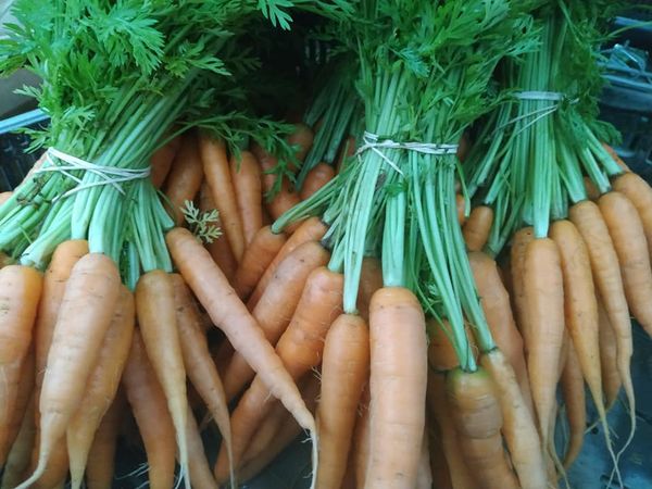 Fresh Carrot from Israel supplied by Yosef Farm - Bunched (=With Top) Fresh Carrot