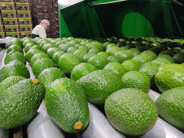 Avocado from 콜롬비아 supplied by avocados planet colombia - Hass 신선 아보카도