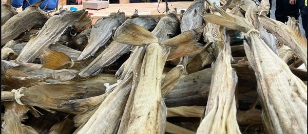 Dried Cod from Norway supplied by LOFOTEN FISH EXPORT AS - With Bone Frozen Cod