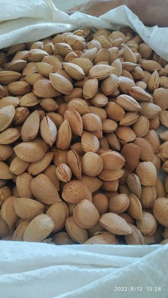Almond from Uzbekistan supplied by SAG Gardens - Avijor Almond Kernel