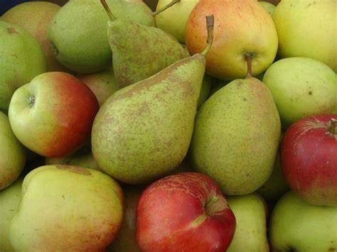 Pears from 벨기에 supplied by Dries Sebrechts Fruit - Fresh (=Chilled) 신선 배