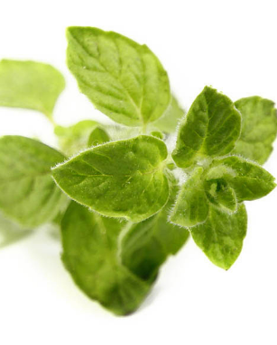 Oregano from 그리스 supplied by Cyclades Organics - Dried (=Dehydrated) 오레가노