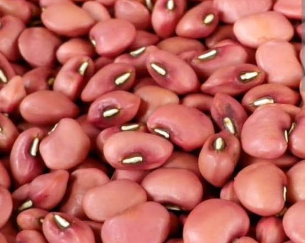 Cowpeas from 케냐 supplied by Mina Global Foods Supplies LLC - Regular Quality 말린 동부