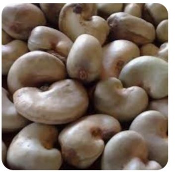 Cashew nuts from 나이지리아 supplied by REGAL MIEN AND SIGNATURES LTD - Benin 캐슈너트 알맹이