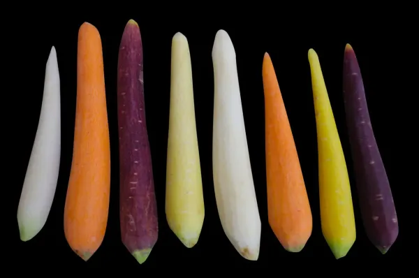 Mini Carrots from 과테말라 supplied by Agrovegsa - Mixed Color 신선 당근