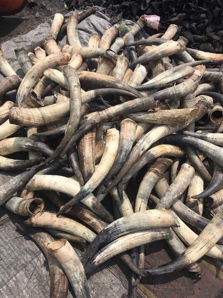 Cow horns from Nigeria supplied by Trinity Agricultural Company - As per customer's request Meat and Bone Meal (MBM)