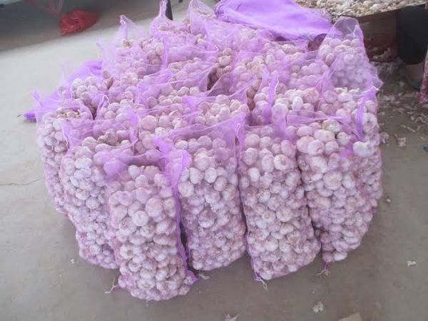 Garlic from Nigeria supplied by Reino Export/Import - Medium-Large Fresh Garlic