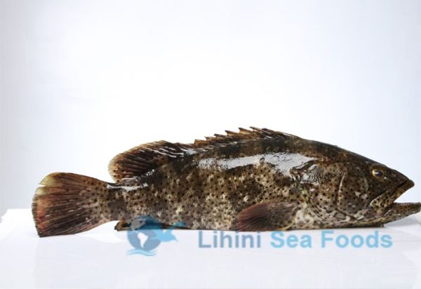 Fresh Spotted Grouper from Sri Lanka supplied by Lihini Seafoods (Pvt) Ltd - Orange Spotted Grouper (=Epinephelus coioides) Frozen Grouper