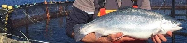 Sea Trout from United Kingdom supplied by FAO27 Ltd - Skin On Fresh Trout