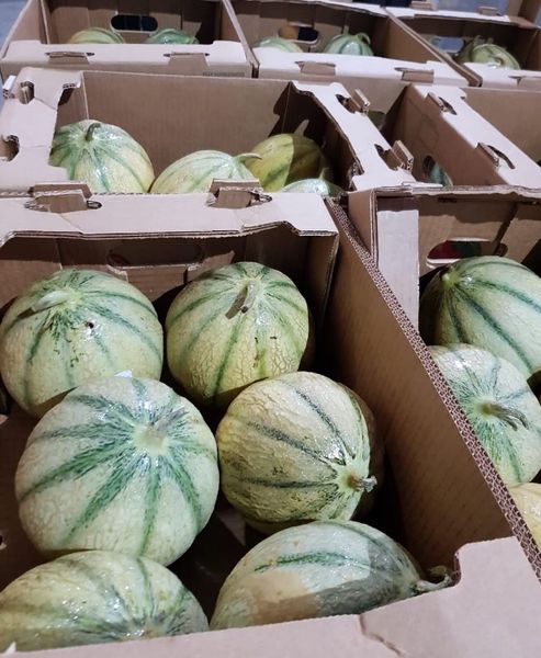 Melon from Dominican Republic supplied by Amr Agro Srl - Round Fresh Melon (Muskmelon)