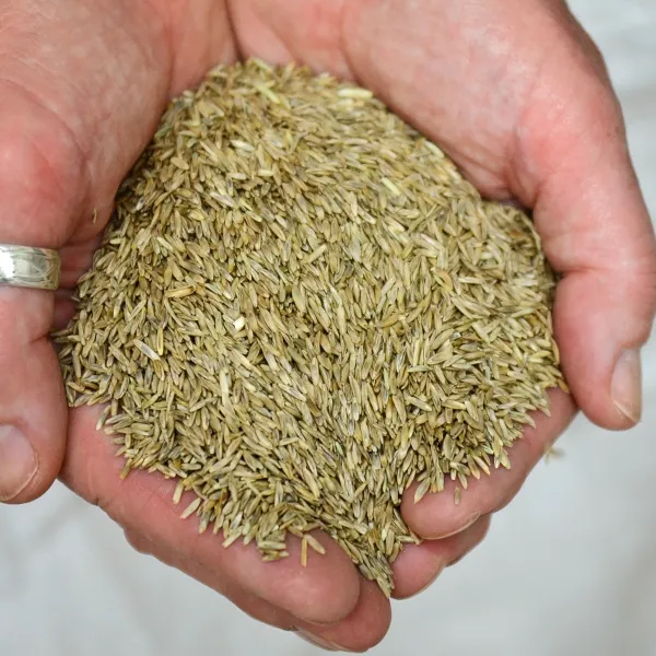 Ryegrass Seed from Poland supplied by P.P.H.U. Centrala Nasienna Pietrzak - For Seed Rye