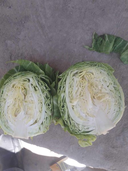 Fresh Cabbage from 우즈베키스탄 supplied by Garden House LLC - Chinese Cabbage 신선 양배추
