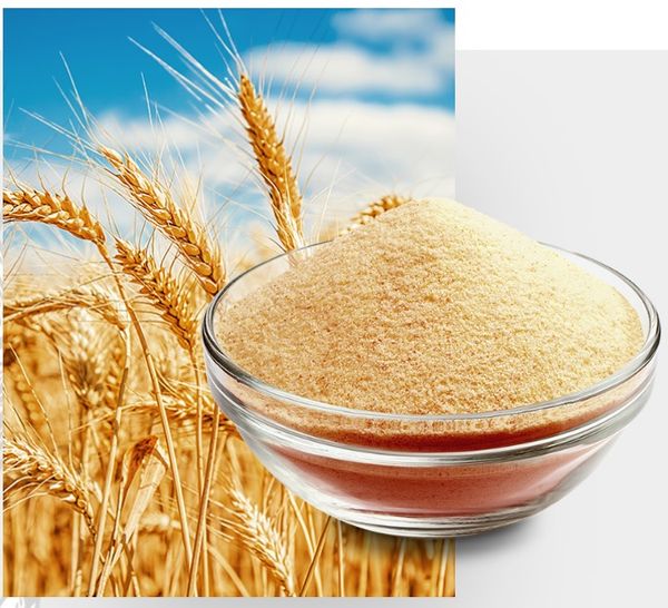 Durum wheat from 미국 supplied by Minot Milling Company - 원물 듀럼밀