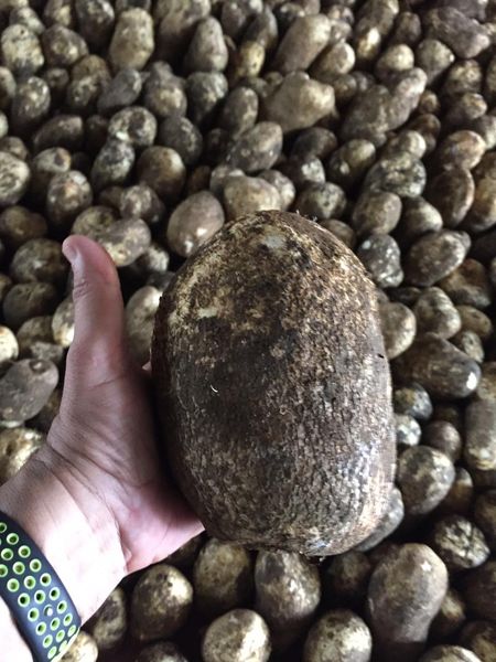 Diamond Yam from Colombia supplied by Sierra Nevada Trading - Diamante (=Diamond) Yam