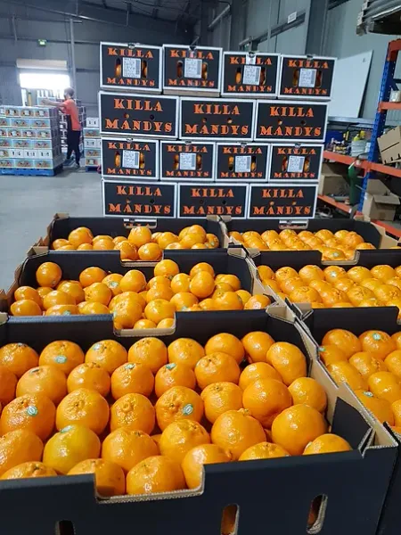 Fresh Whole Mandarin from Australia supplied by Queensland Food Corporation - Orange Fresh Mandarin