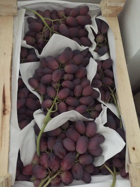 Grapes Rizamat from 우즈베키스탄 supplied by BROAGRO LLC - Rizamat (=Risamat=Rizamate) 신선 포도